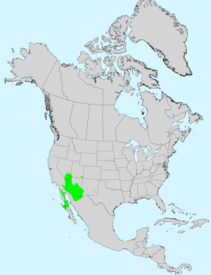 North America species range map for Whitestem Paperflower, Psilostrophe cooperi: Click image for full size map.